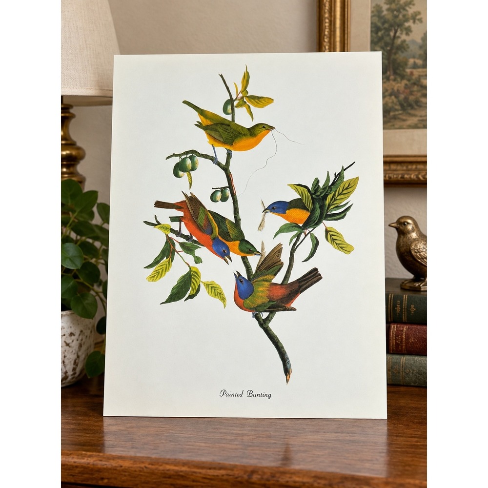 1950 Vintage Print Painted Bunting American Bird Art Illustration Audubon 9x12